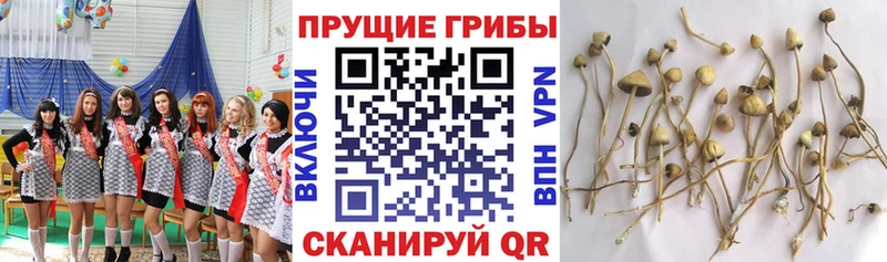 blacksprut как войти Каргополь Галлюциногенные грибы мицелий
